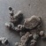 甘肃药材猪岺(湿货，干货都有)有统货.大货规格大小都有！