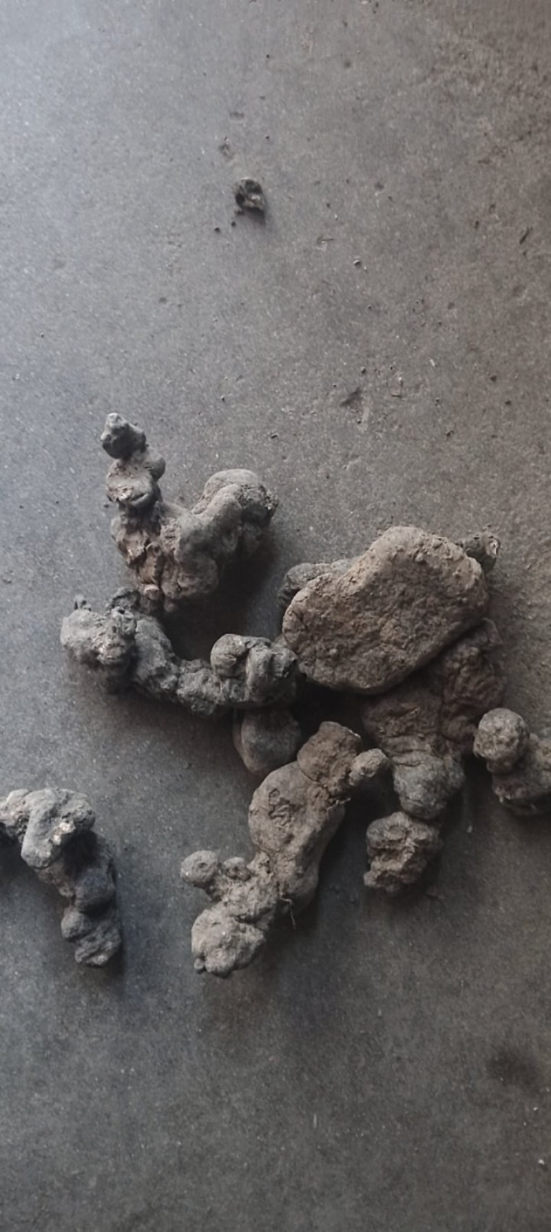 甘肃药材猪岺(湿货，干货都有)有统货.大货规格大小都有！