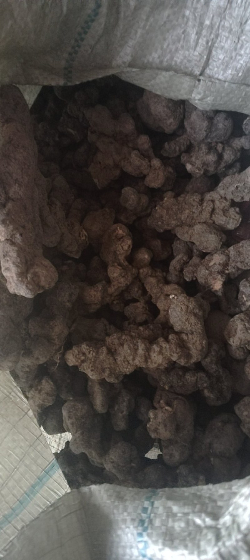 甘肃药材猪岺(湿货，干货都有)有统货.大货规格大小都有！