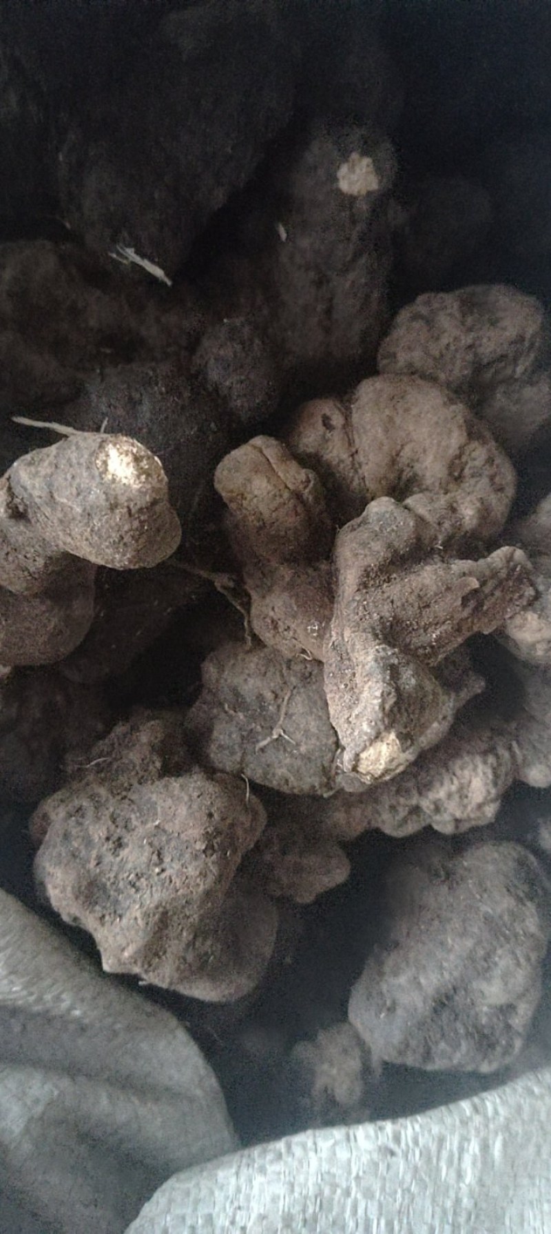 甘肃药材猪岺(湿货，干货都有)有统货.大货规格大小都有！