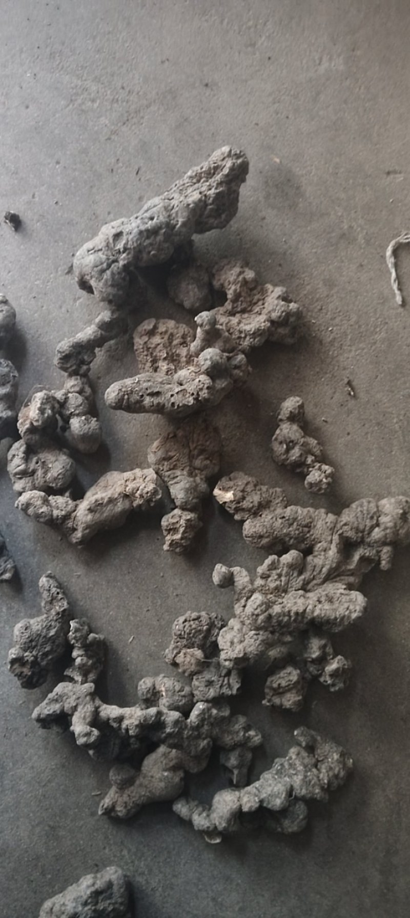 甘肃药材猪岺(湿货，干货都有)有统货.大货规格大小都有！