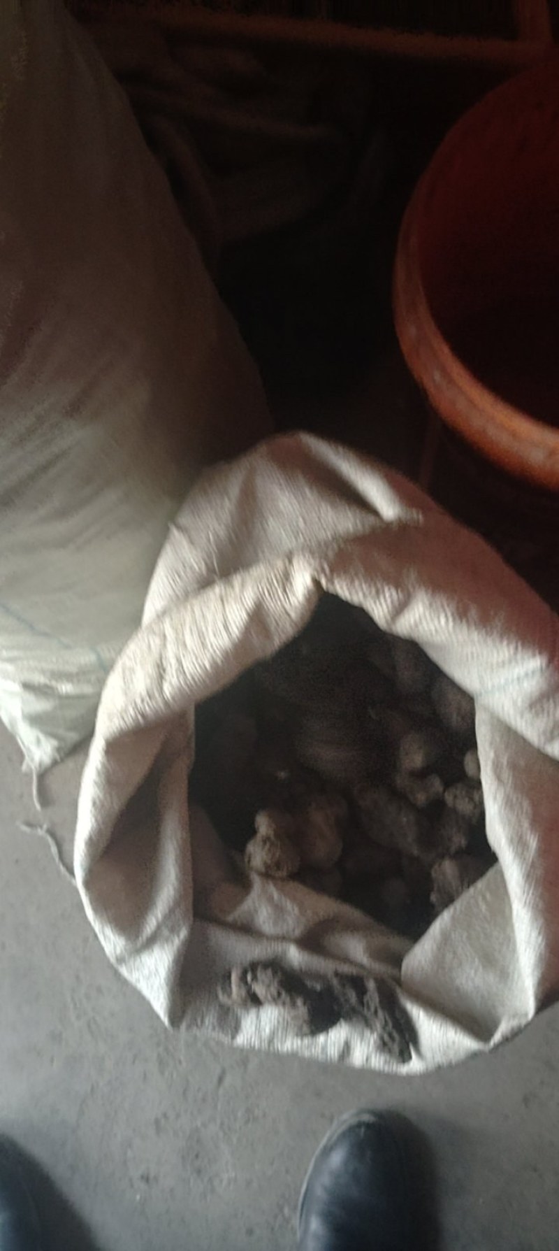 甘肃药材猪岺(湿货，干货都有)有统货.大货规格大小都有！