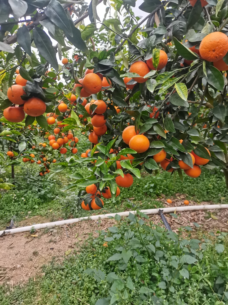 广西沃柑大量上市60起步，甜度高，全国发货。