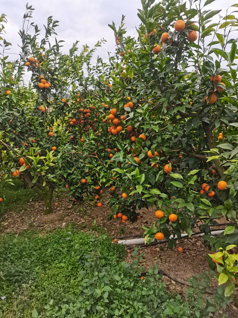 广西沃柑大量上市60起步，甜度高，全国发货。