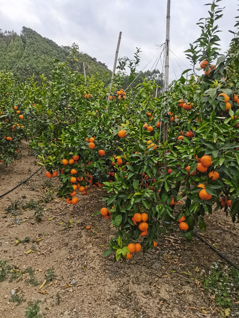 广西沃柑大量上市60起步，甜度高，全国发货。