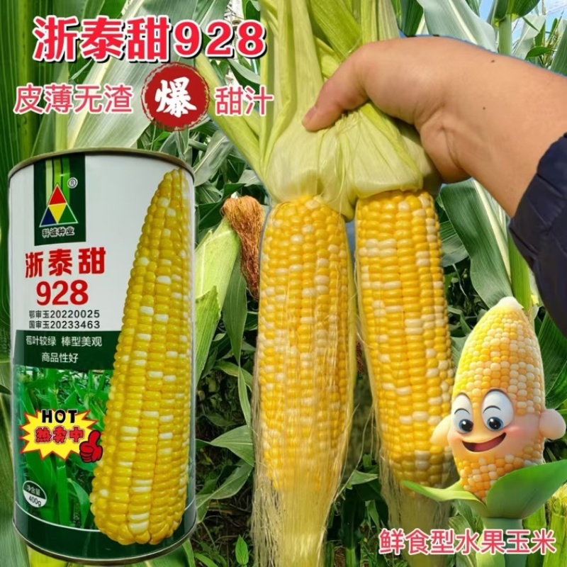 浙泰甜928水果玉米种子双色黄白超甜太阳花