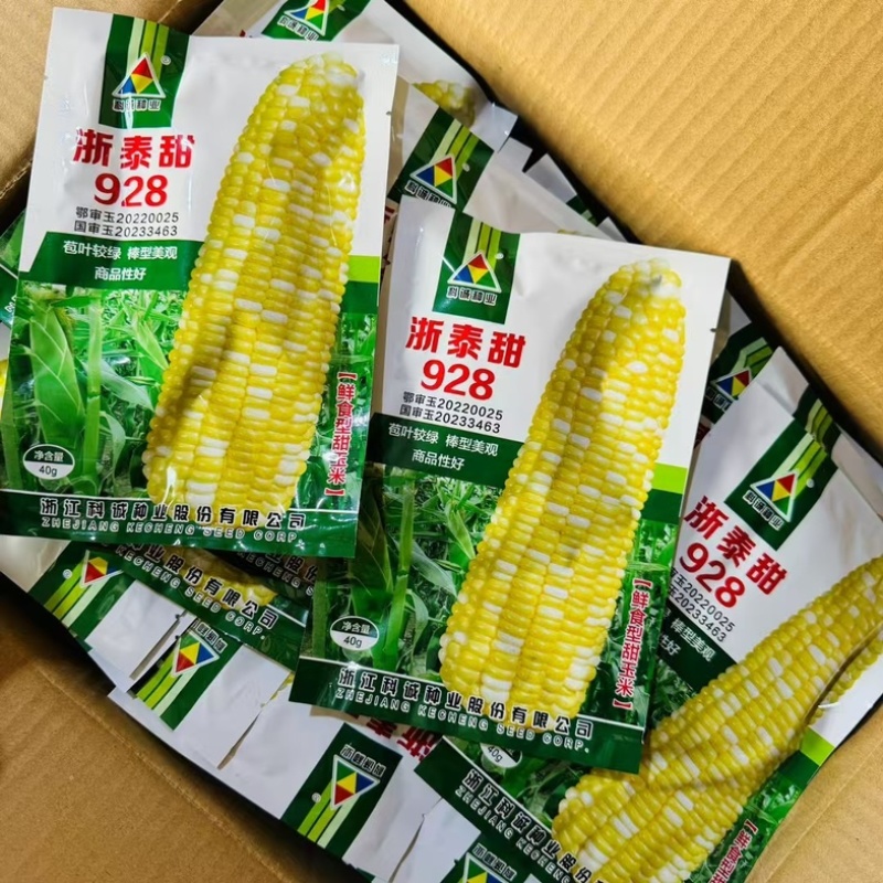 浙泰甜928水果玉米种子双色黄白超甜太阳花