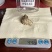 龙涎香（英文名Ambergris），又名龙腹香、龙漦、