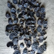 纯野生灵芝