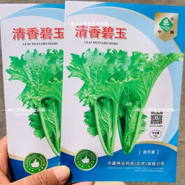 清香碧玉芥菜种子香叶青菜种籽香菜饺子菜种子阳台田园蔬菜