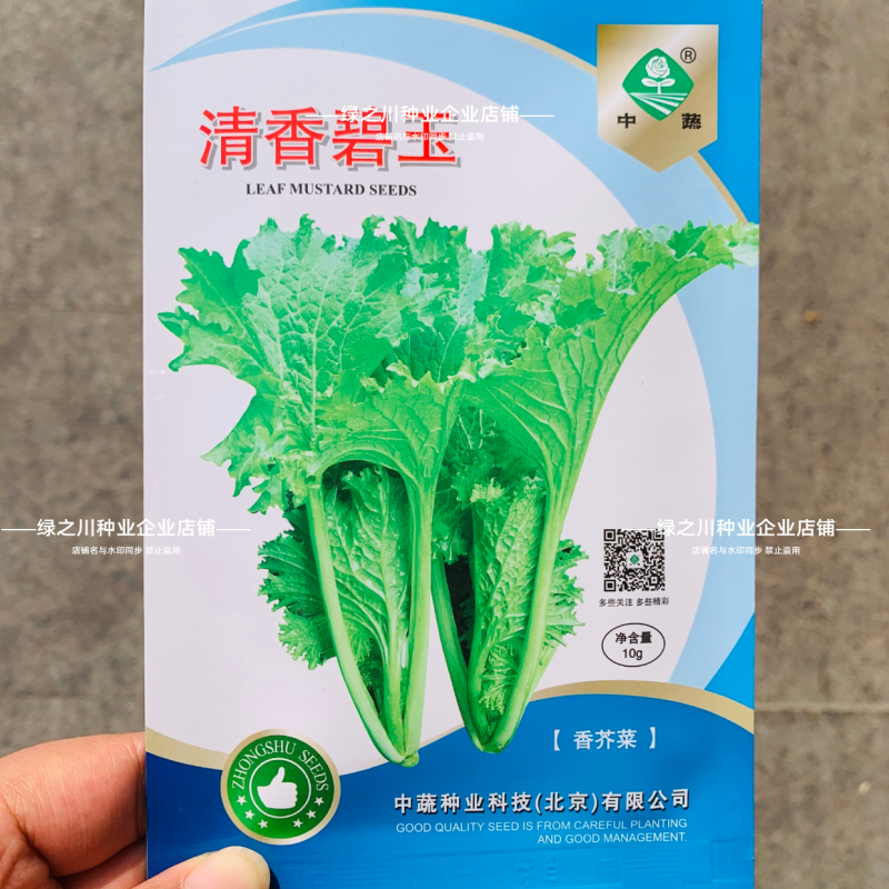 清香碧玉芥菜种子香叶青菜种籽香菜饺子菜种子阳台田园蔬菜