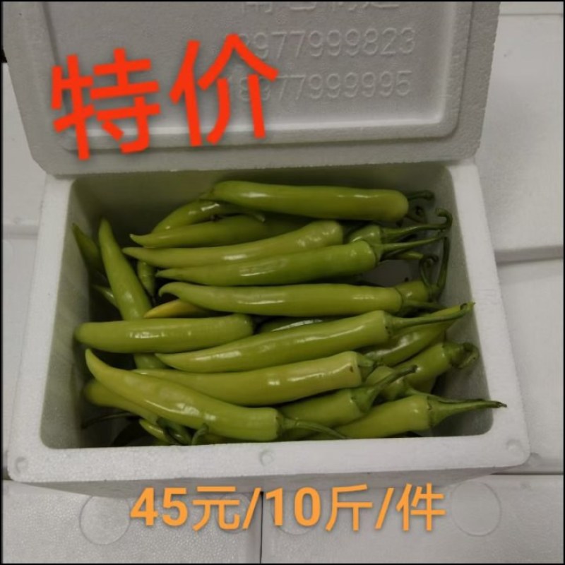 南方白玉椒