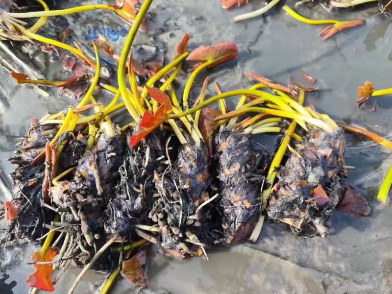 睡莲见水就活观赏睡莲粉色白色黃色红色水培睡莲