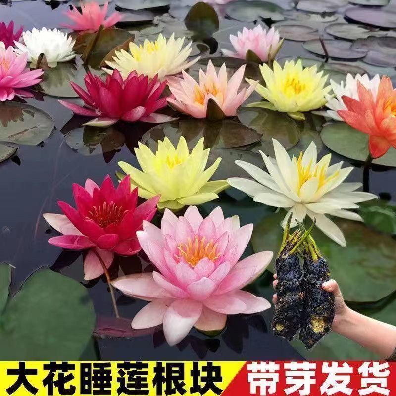 睡莲睡莲种苗水培植物水生池塘水池种迷你小睡莲见水就活
