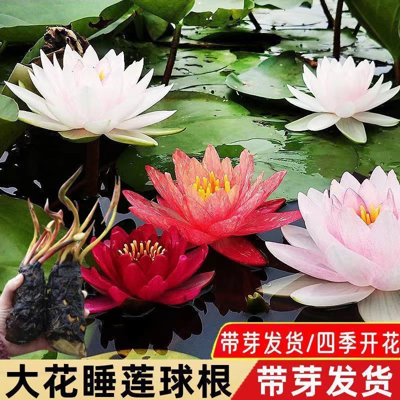 睡莲睡莲种苗水培植物水生池塘水池种迷你小睡莲见水就活