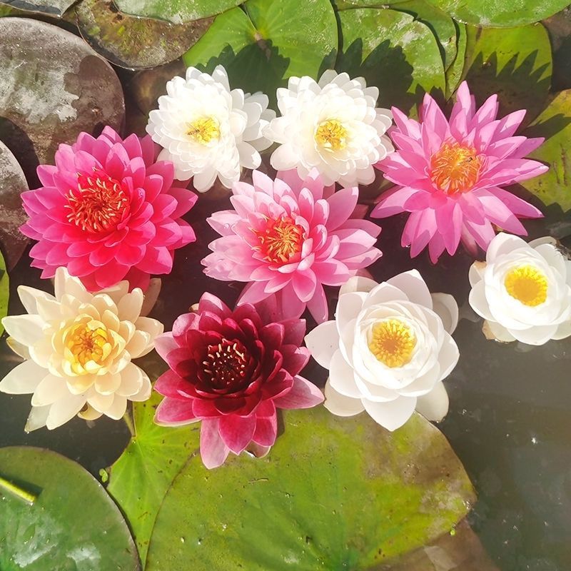 睡莲睡莲种苗水培植物水生池塘水池种迷你小睡莲见水就活