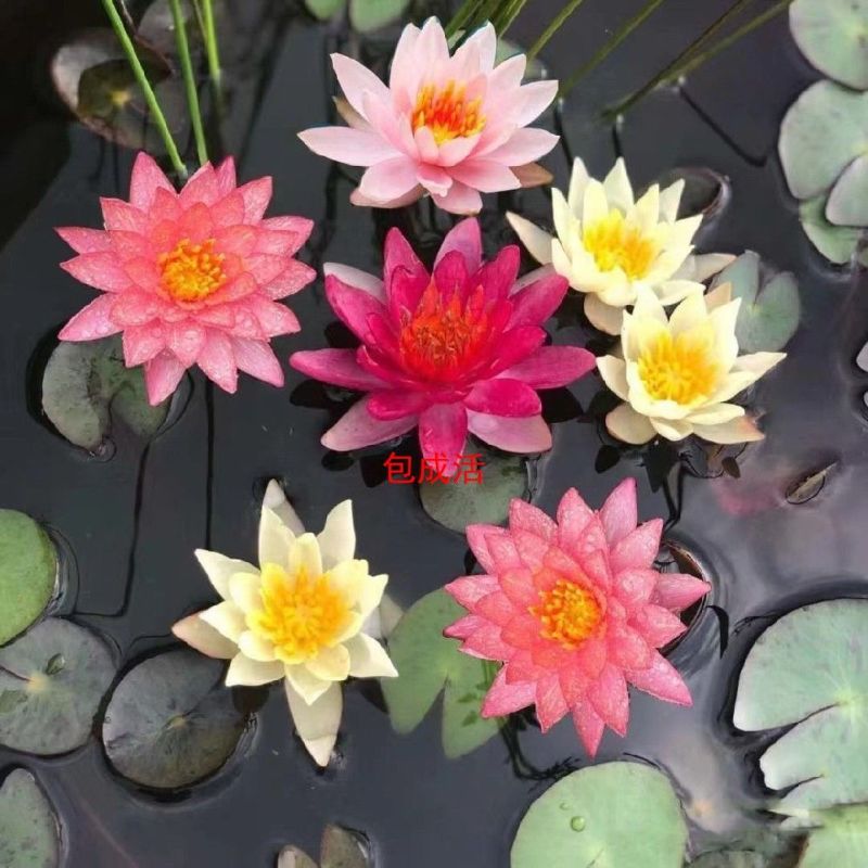 睡莲见水就活睡莲种苗大棵的水培植物，颜色齐全