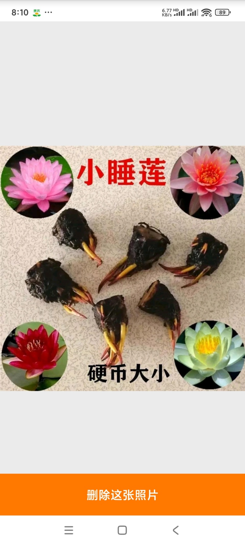 睡莲见水就活睡莲种苗大棵的水培植物，颜色齐全