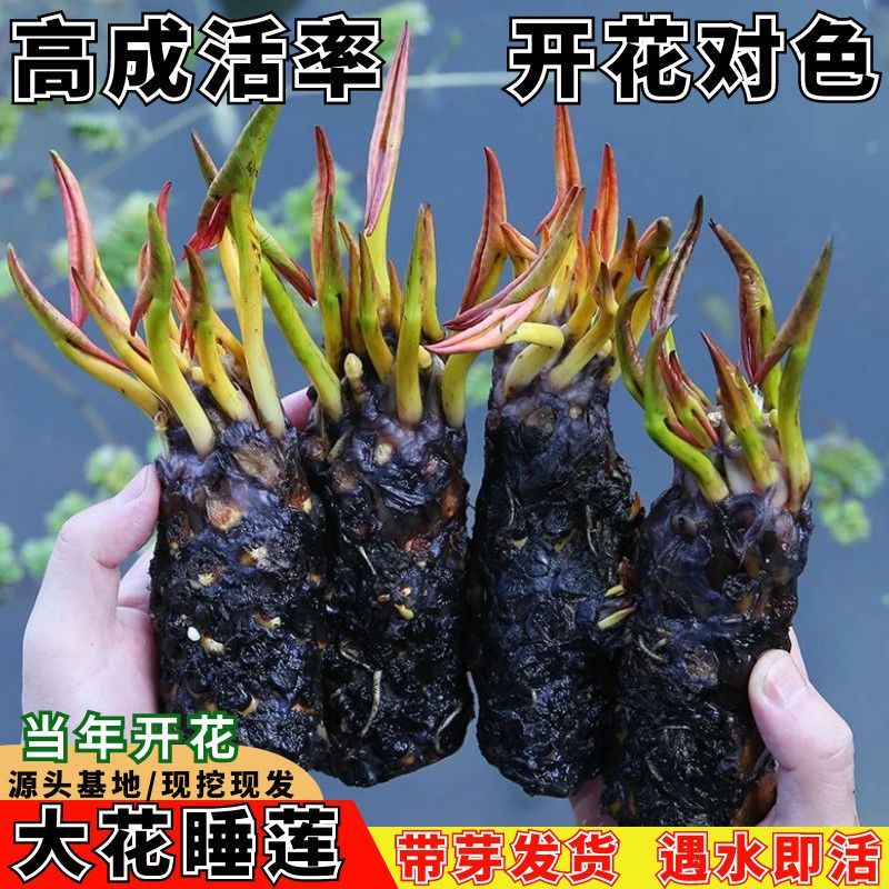 睡莲见水就活睡莲种苗大棵的水培植物，颜色齐全