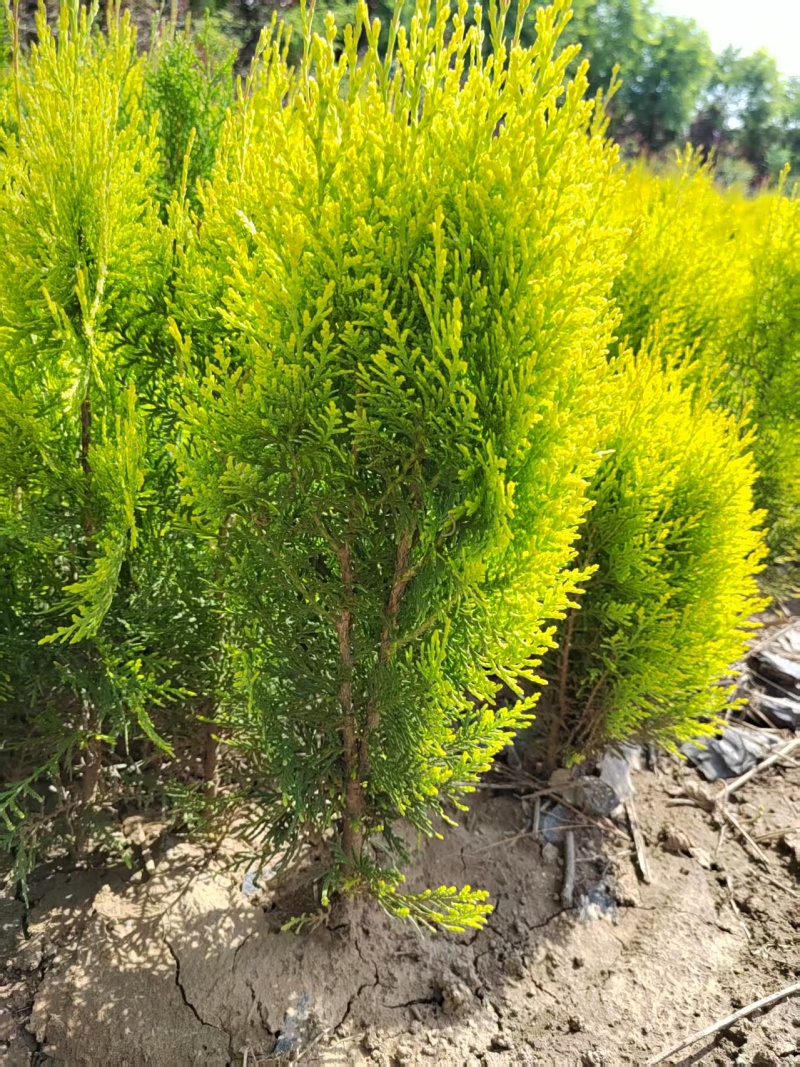 洒金柏营养杯洒金柏陕西洒金柏种植基地