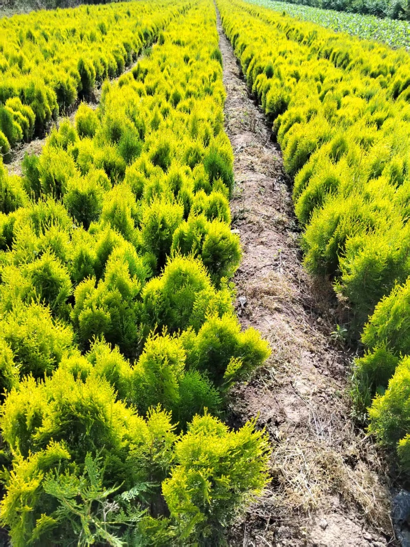 洒金柏营养杯洒金柏陕西洒金柏种植基地