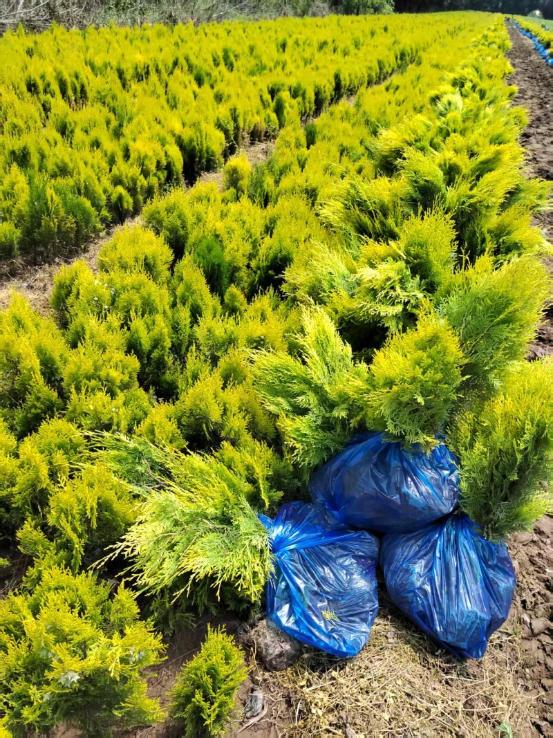 洒金柏营养杯洒金柏陕西洒金柏种植基地