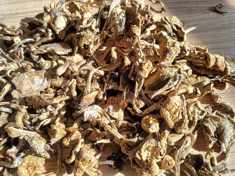 滑子菇平泉货大毛二毛菇丁有需要者询问客服价格今年特别便宜