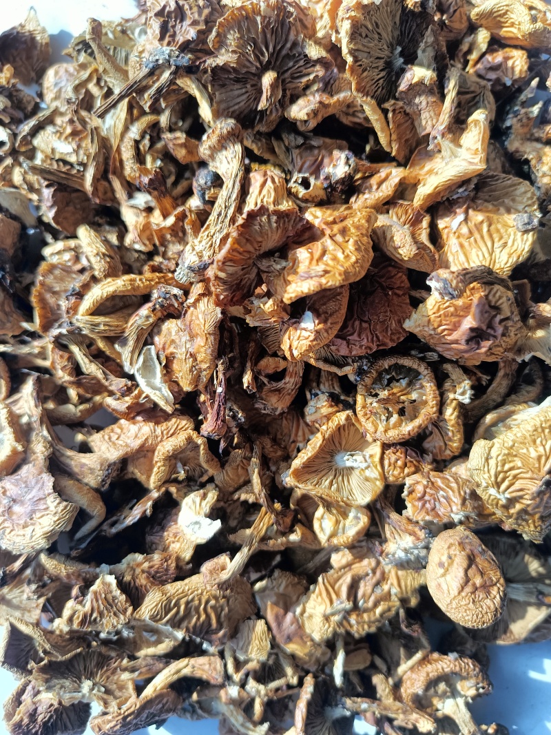 滑子菇平泉货大毛二毛菇丁有需要者询问客服价格今年特别便宜