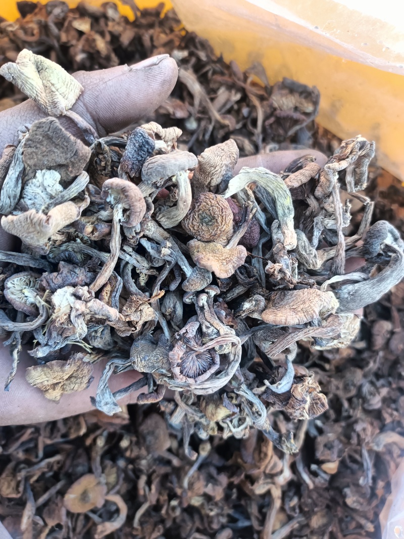 榛蘑批发自然晒干
