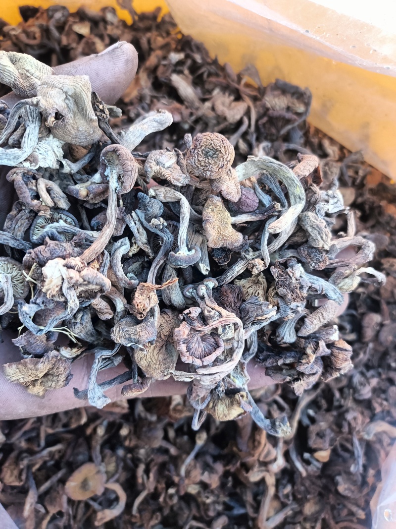 榛蘑批发自然晒干