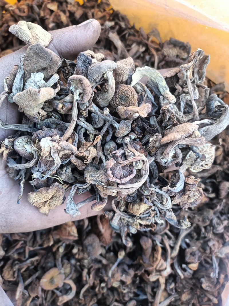 榛蘑批发自然晒干