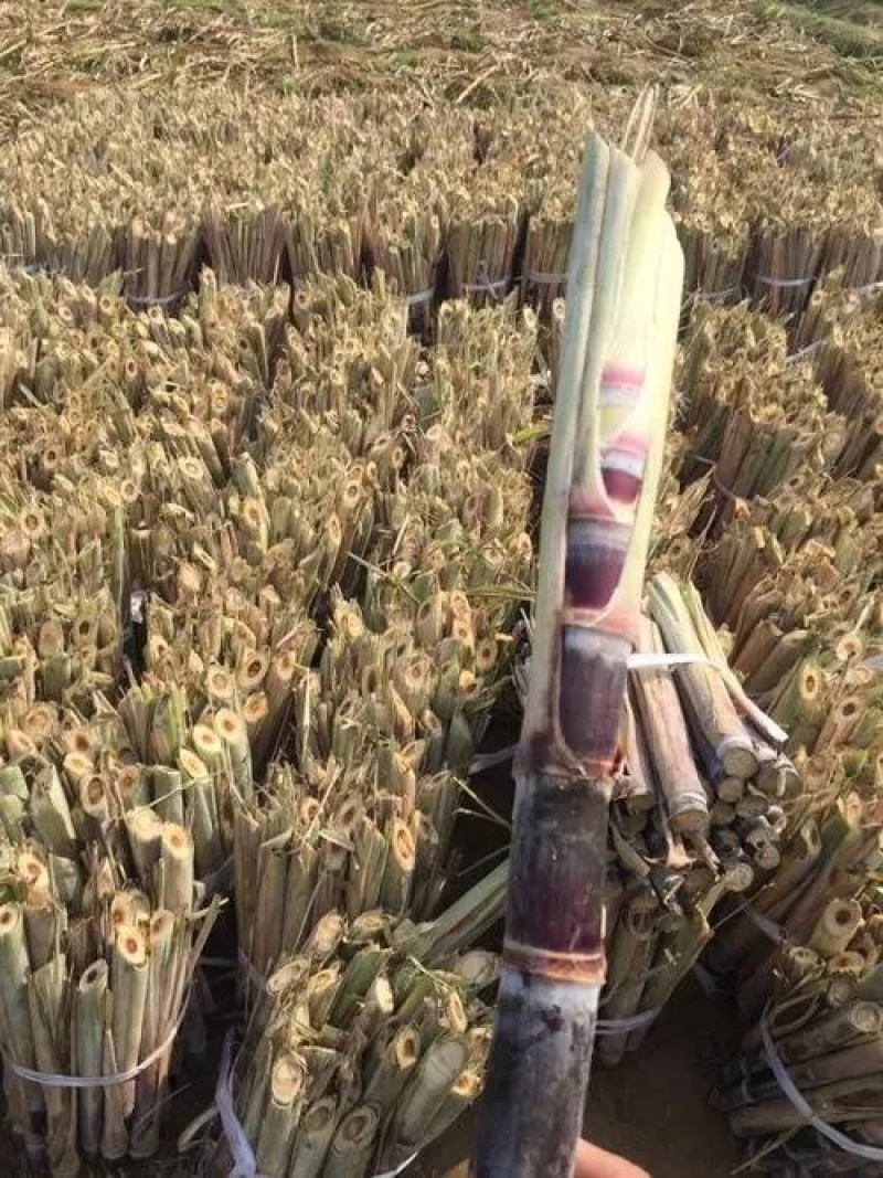 广西柳州贵二一级苗对接各大平台电商商超批发可议价