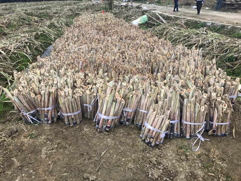 广西柳州贵二一级苗对接各大平台电商商超批发可议价
