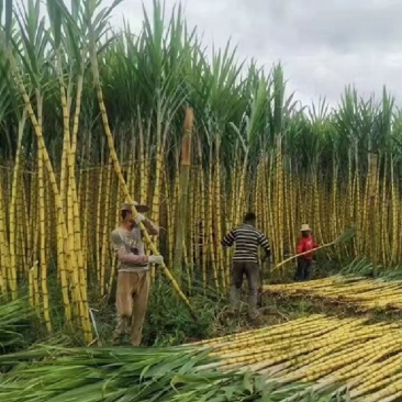 广西柳州黄金甘蔗种苗对接各大平台电商商超批发可议价