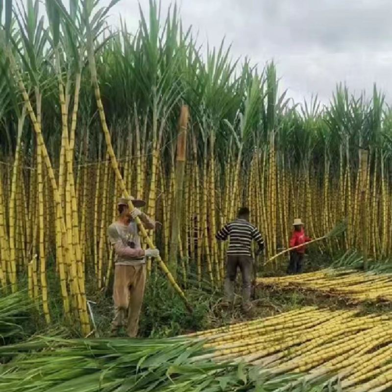 广西柳州黄金甘蔗种苗对接各大平台电商商超批发可议价