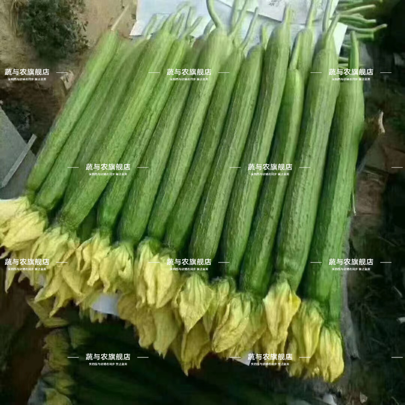 荷兰盛美丝瓜种子早熟特长中绿丝瓜种子翠绿长棒型肉质硬大田
