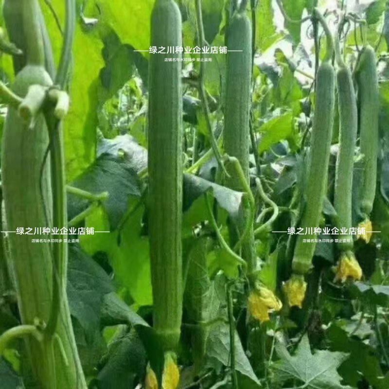 荷兰盛美丝瓜种子早熟特长中绿丝瓜种子翠绿长棒型肉质硬大田