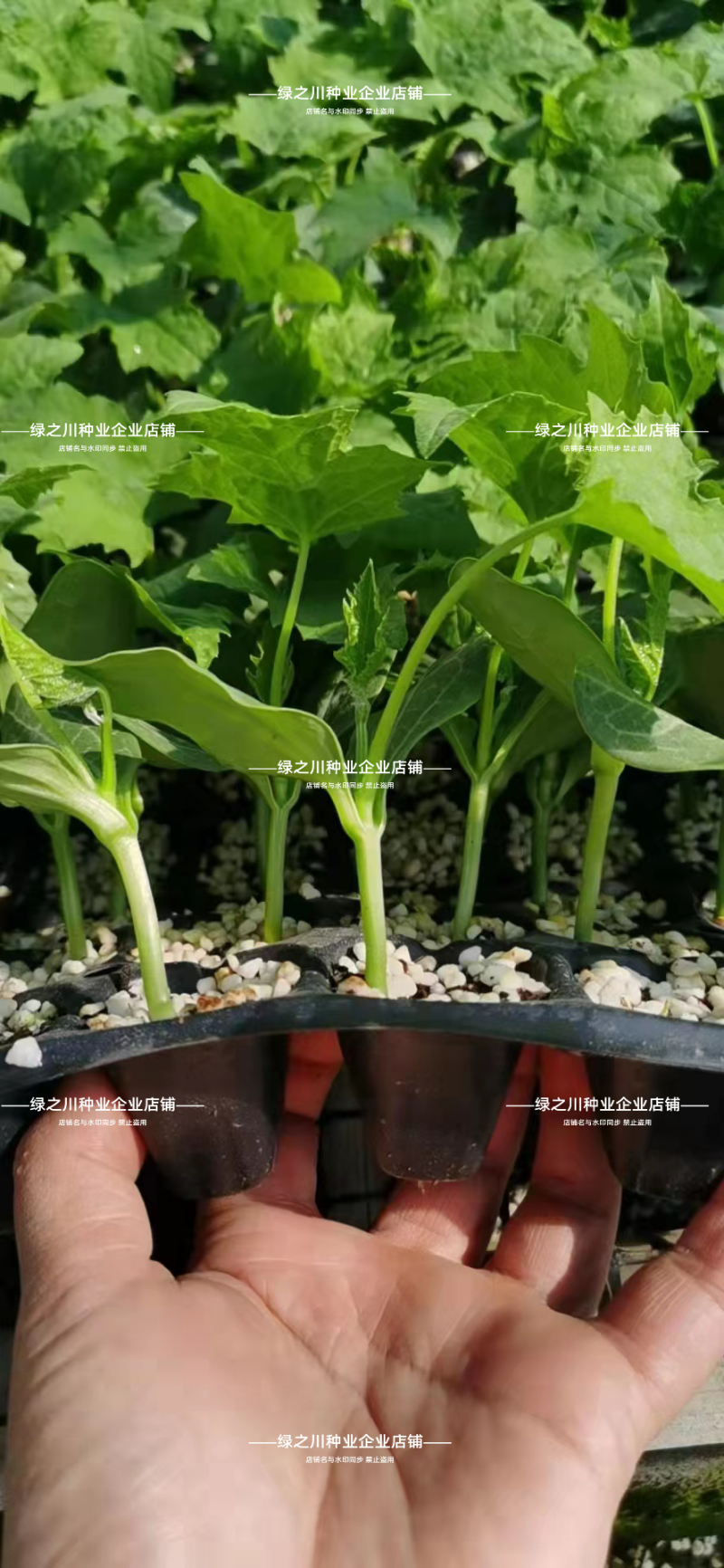 荷兰盛美丝瓜种子早熟特长中绿丝瓜种子翠绿长棒型肉质硬大田
