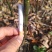 木姜子苗保质保量产地直发百亩基地直供免费技术指导