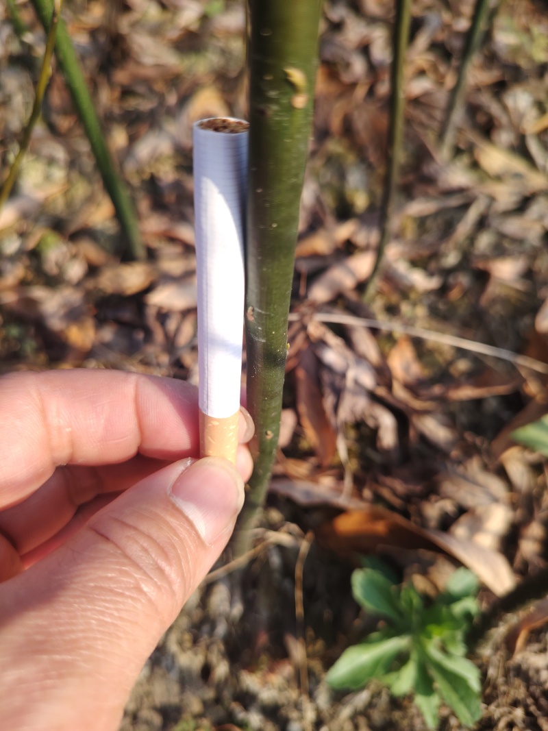 木姜子苗保质保量产地直发百亩基地直供免费技术指导