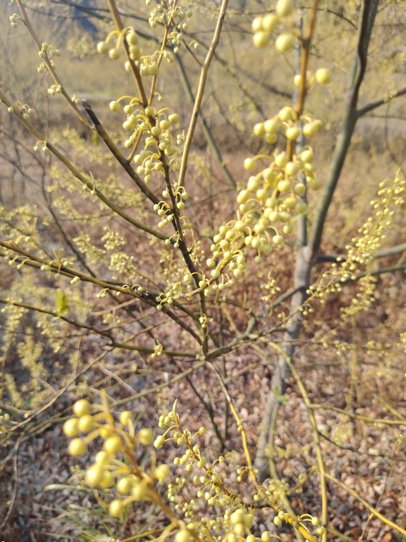 木姜子苗保质保量产地直发百亩基地直供免费技术指导