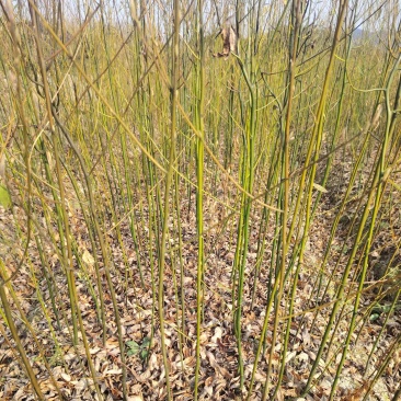 木姜子苗保质保量产地直发百亩基地直供免费技术指导