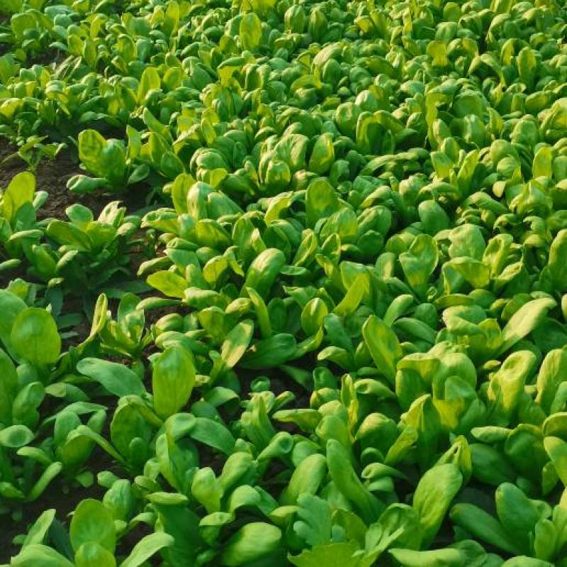 大叶茼蒿**