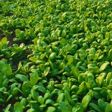 大叶茼蒿**