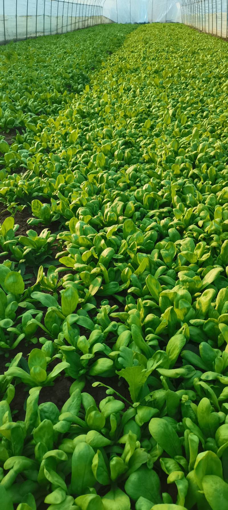 大叶茼蒿**