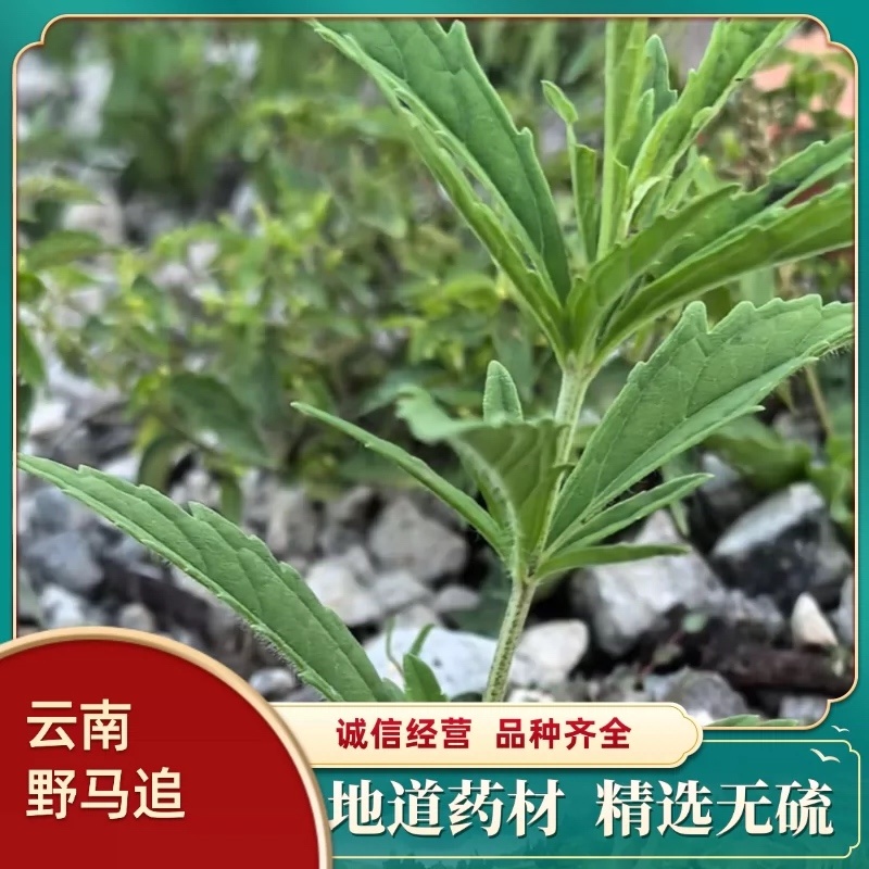 云南野马追今年新货包邮过检