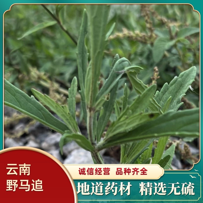 云南野马追今年新货包邮过检