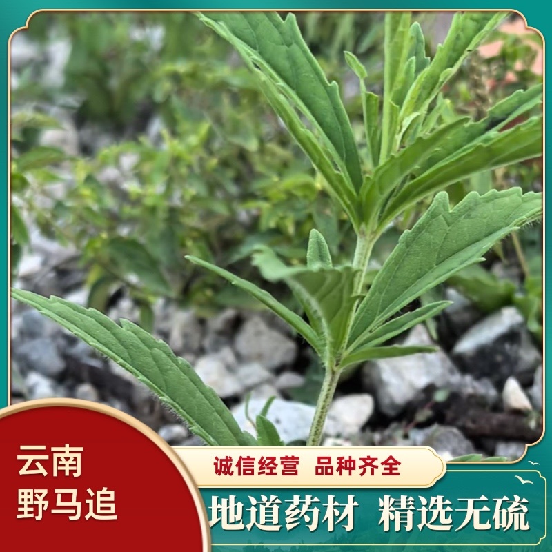 云南野马追今年新货包邮过检