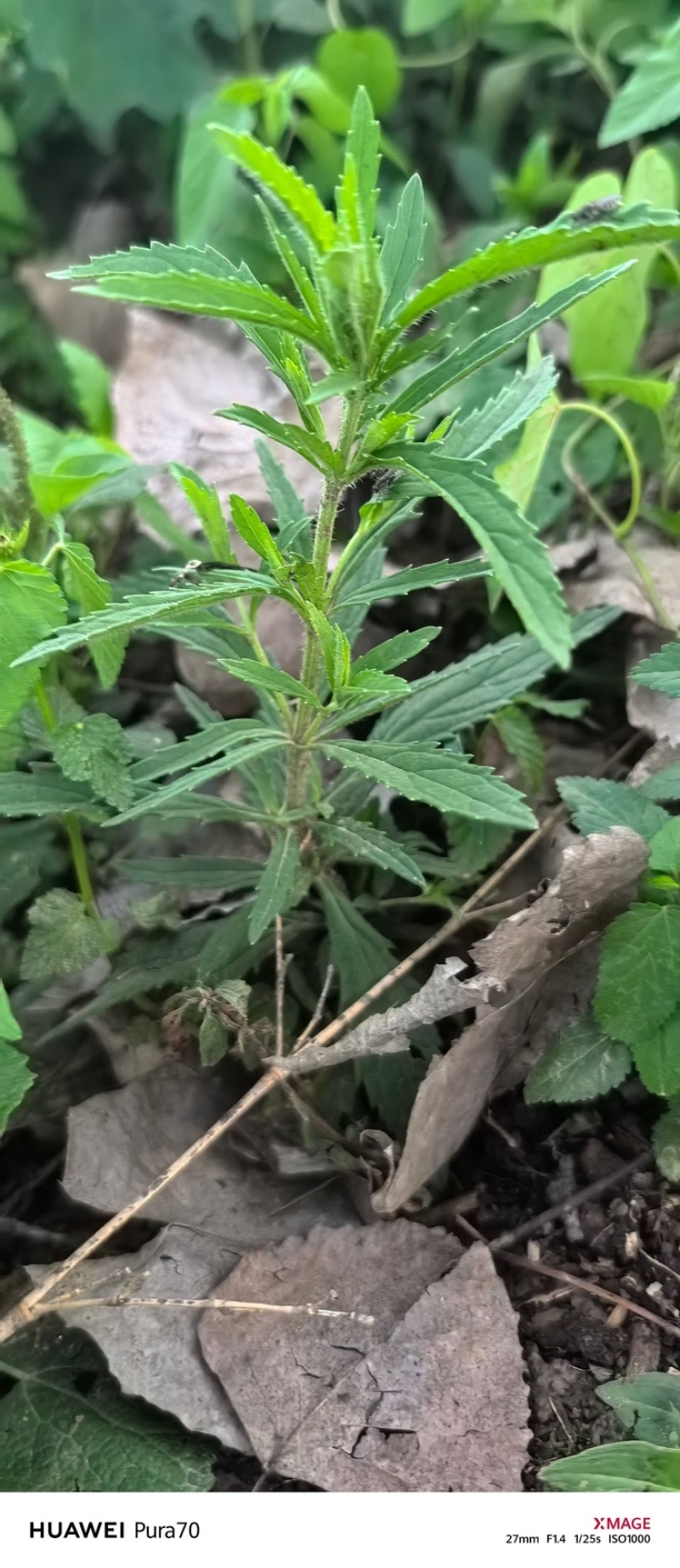 云南野马追今年新货包邮过检