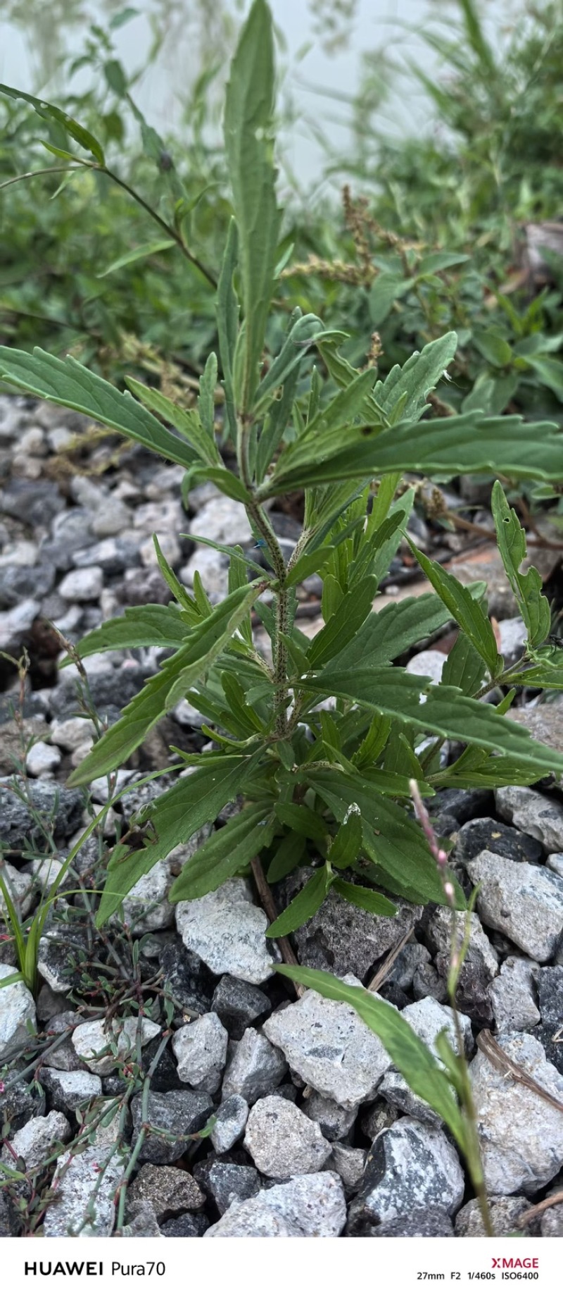 云南野马追今年新货包邮过检